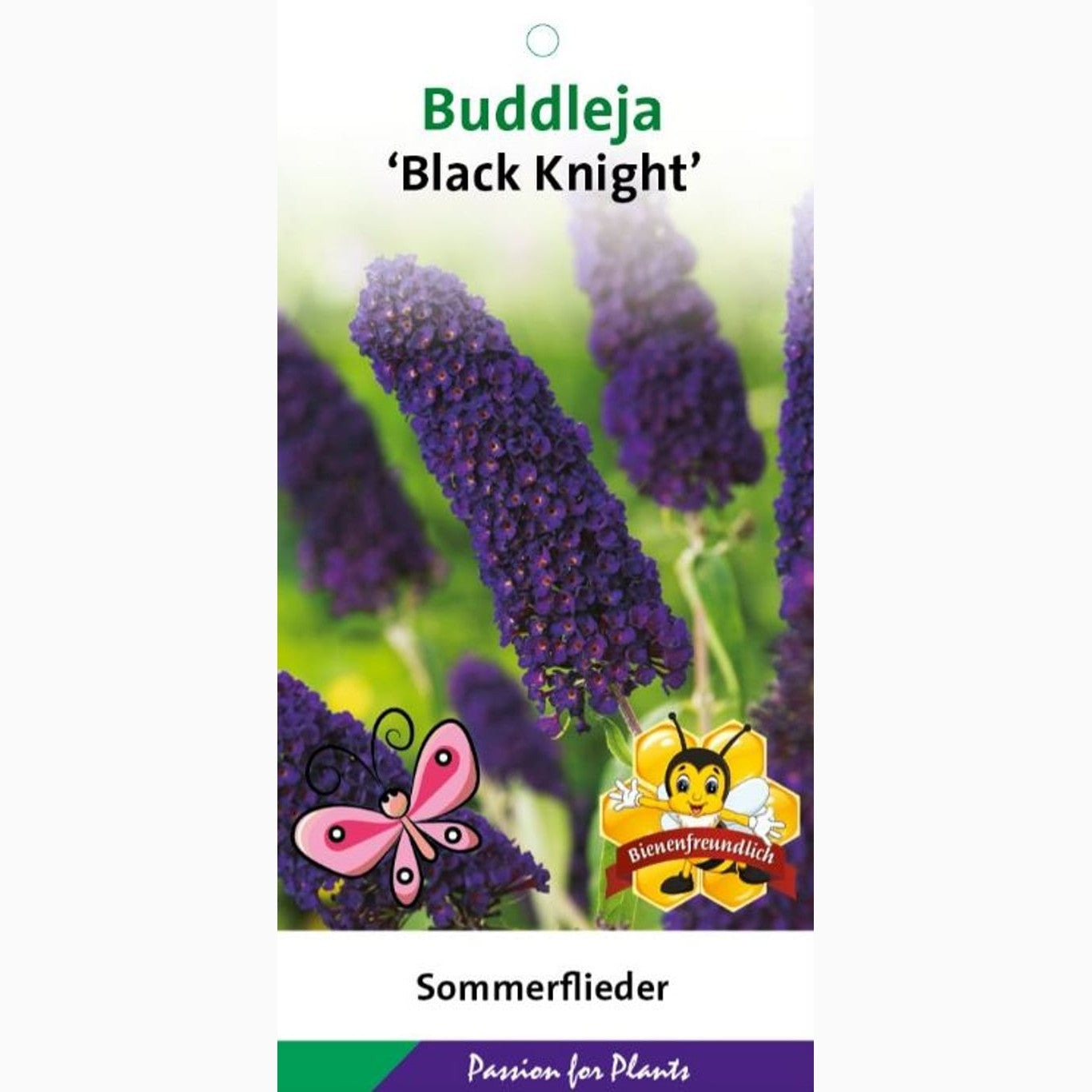 Sommarlilja – Buddleja d. 'Black Knight' - C3